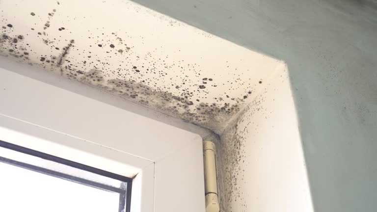 Best Mold Prevention Services  in Bohners Lake, WI